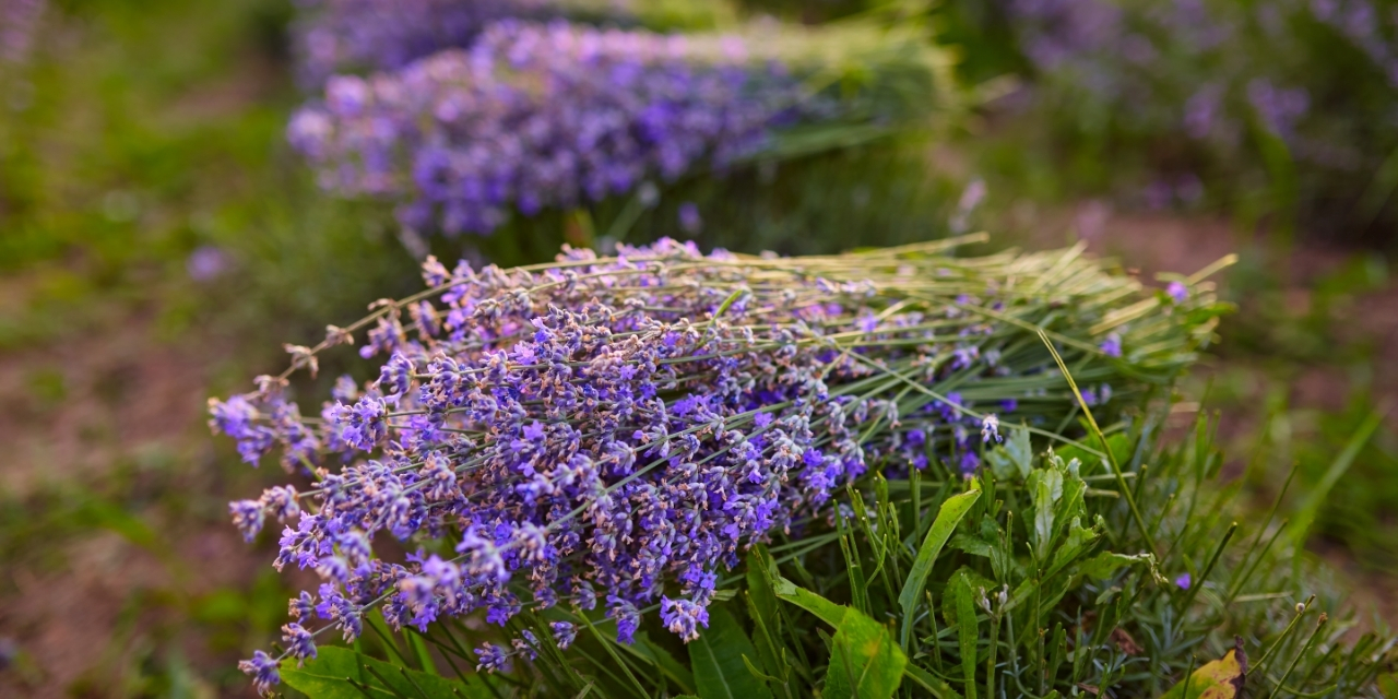 Lavanda-canva
